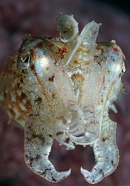 Banda Sea 2018 - DSC05545_rc - Broadclub cuttlefish juv. - Seiche - Sepia latimanus
